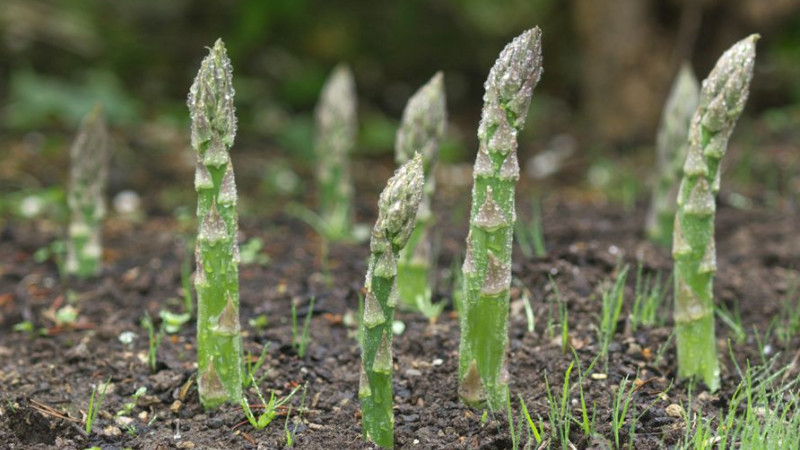 芦笋种子怎么种植方法