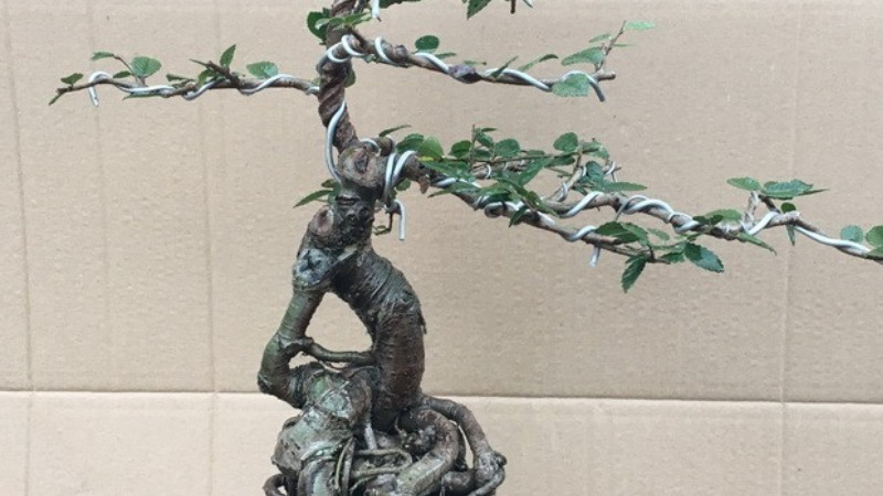 榔榆盆景的养殖方法