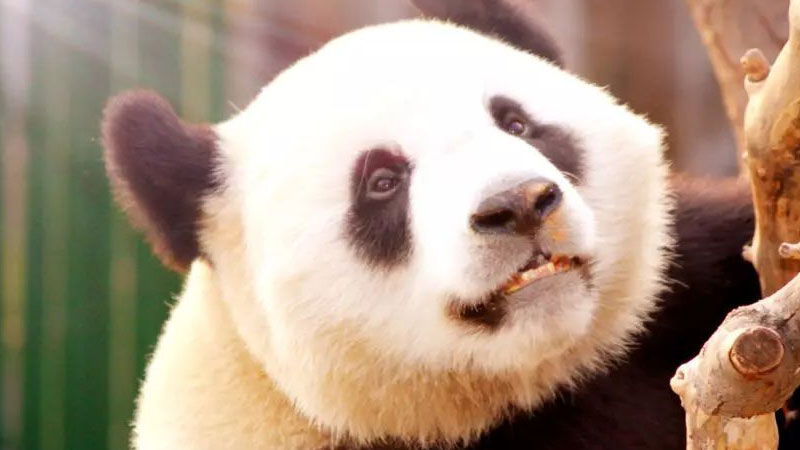 动物园里有什么动物