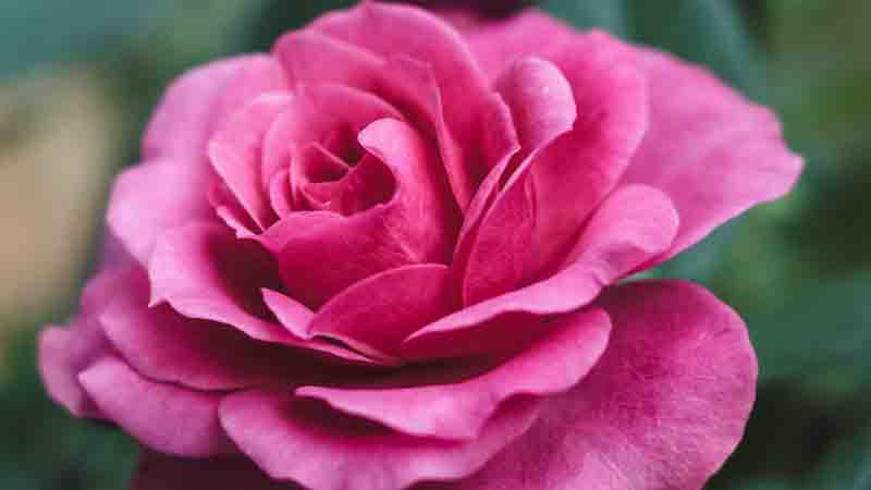 玫瑰花怎样种植和养护