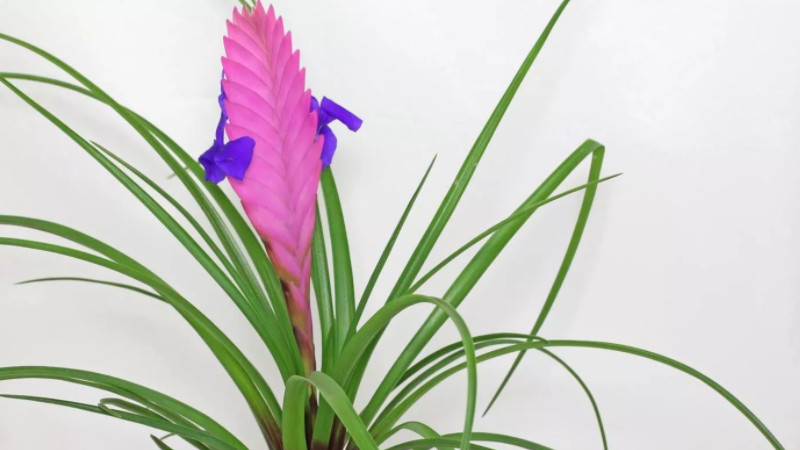 紫花凤梨的养殖方法和注意事项 发财农业网