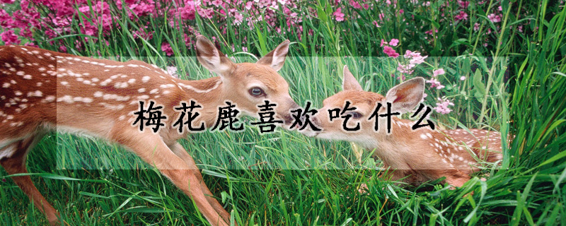 梅花鹿喜欢吃什么