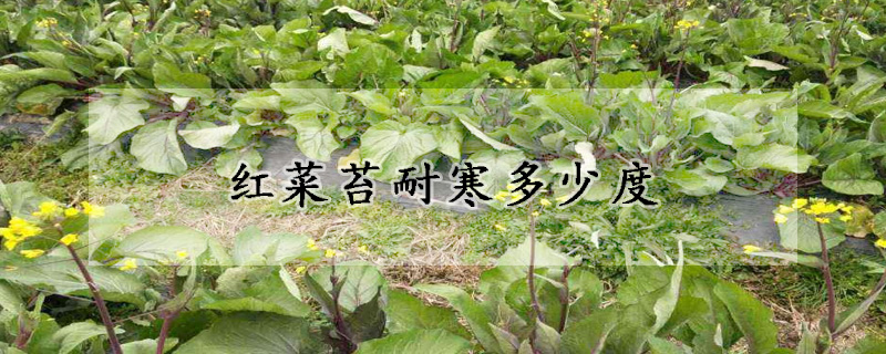 红菜苔耐寒多少度