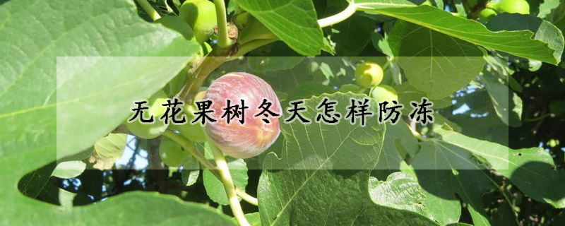 无花果树冬天怎样防冻