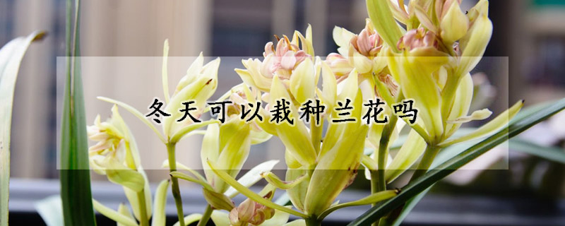 冬天可以栽种兰花吗