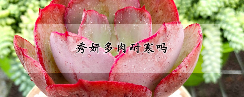 秀妍多肉耐寒吗