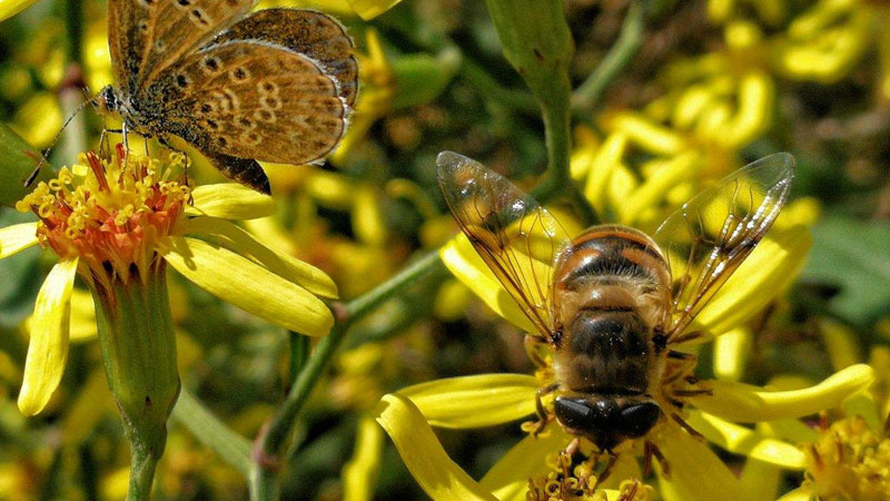 蜜蜂的习性—【发财农业网】