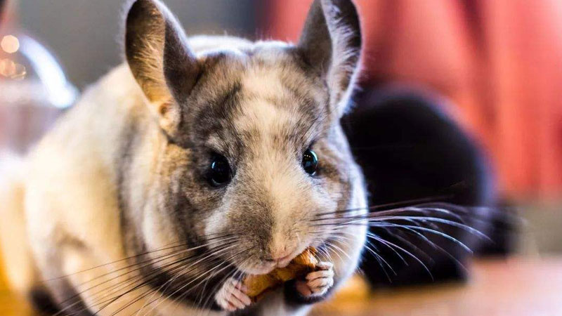 龙猫是什么动物