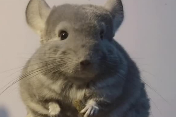 龙猫是什么动物