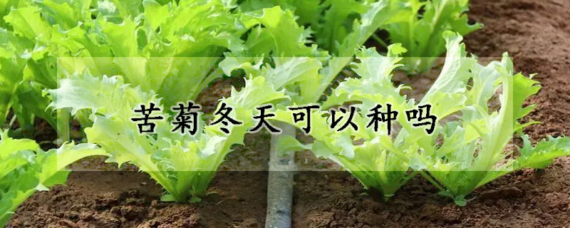 苦菊冬天可以种吗