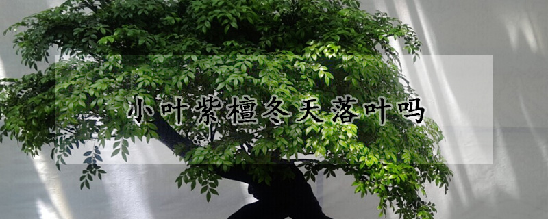小叶紫檀冬天落叶吗