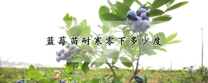 蓝莓苗耐寒零下多少度