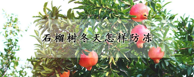 石榴树冬天怎样防冻
