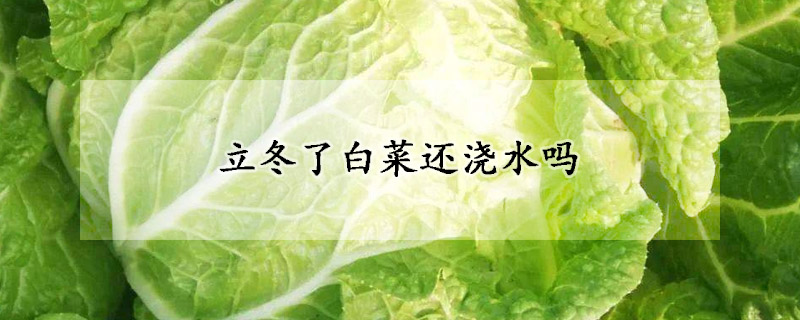 立冬了白菜还浇水吗