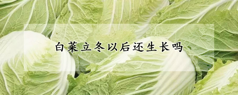 白菜立冬以后还生长吗