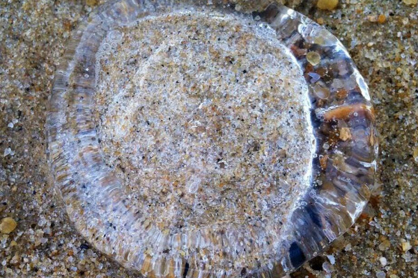 海蜇长什么样