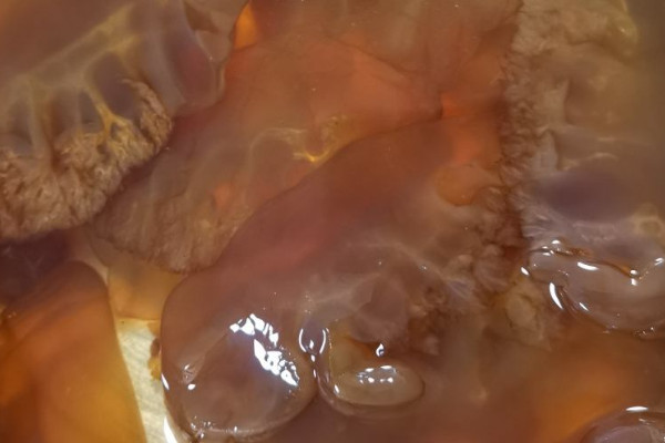 怎样区分海蜇和水母