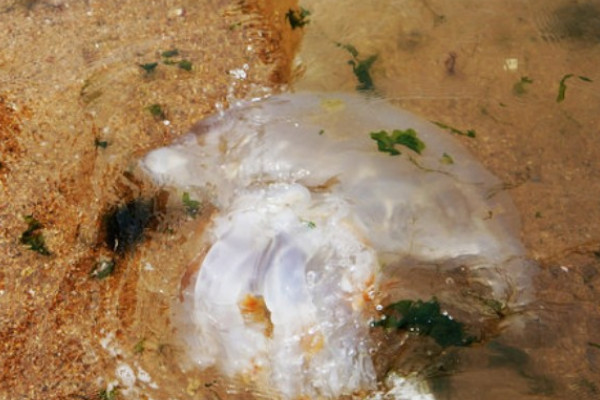 怎样区分海蜇和水母