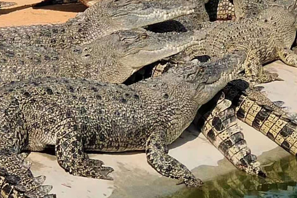 鳄鱼属于什么动物