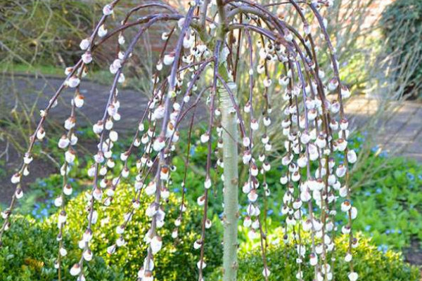 适合春节摆放的鲜花 春节家里摆什么鲜花好