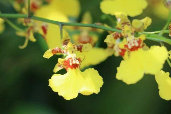 春节摆放的花 春节家里摆什么花喜庆