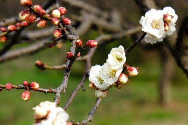 春节摆放的花 春节家里摆什么花喜庆