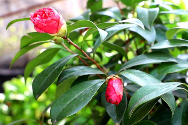 春节期间什么花开得最好 春节什么花开得最旺