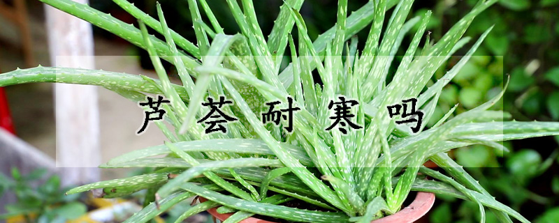 芦荟耐寒吗