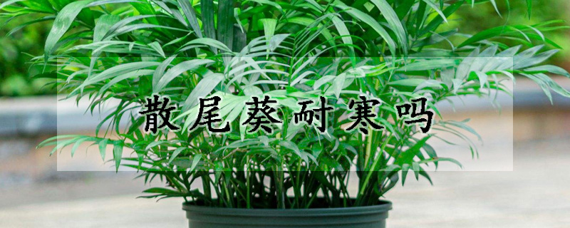 散尾葵耐寒吗
