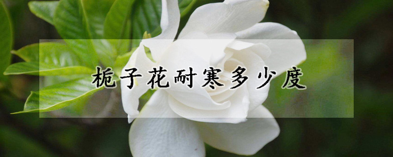 栀子花耐寒多少度
