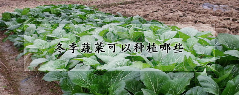 冬季蔬菜可以种植哪些