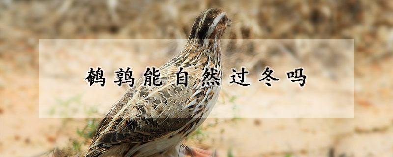鹌鹑能自然过冬吗