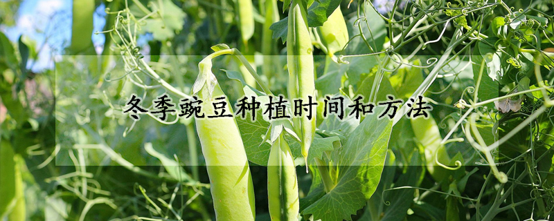 冬天豌豆栽培时刻和办法 —【发财农业网】