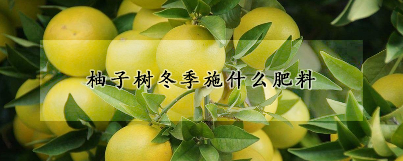 柚子树冬季施什么肥料