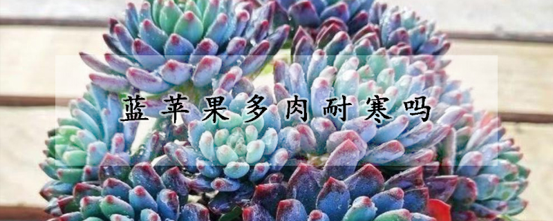 蓝苹果多肉耐寒吗