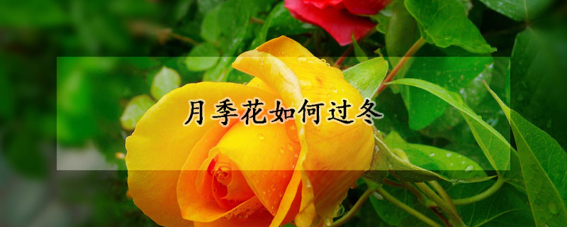 月季花如何过冬