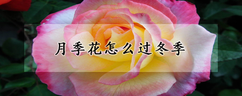 月季花怎么过冬季