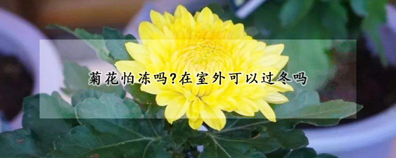 菊花怕冻吗?在室外可以过冬吗