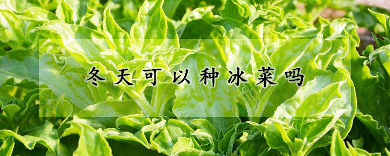 冬天可以种冰菜吗