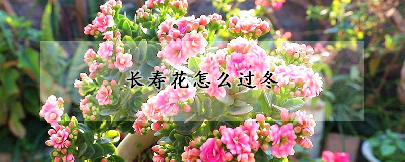 长寿花怎么过冬