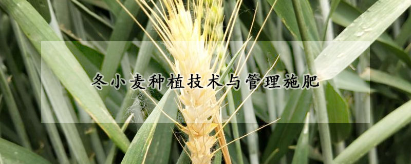 冬小麦种植技术与管理施肥