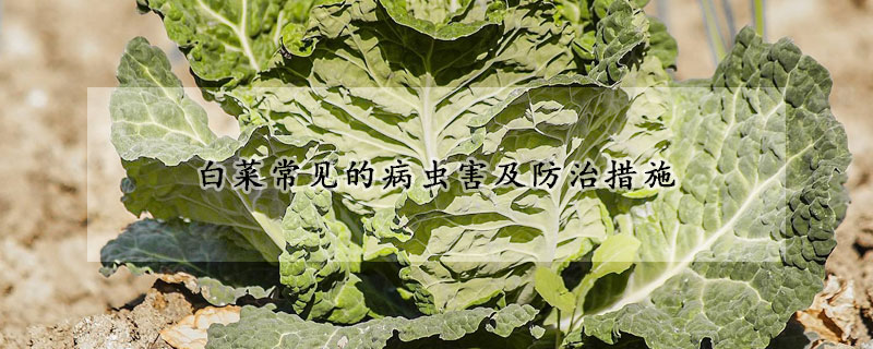 白菜常见的病虫害及防治办法 —【发财农业网】