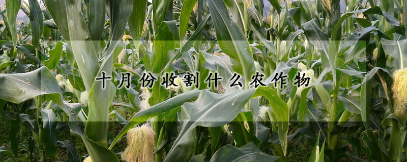 十月份收割什么农作物
