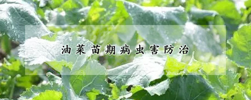 油菜苗期病虫害防治