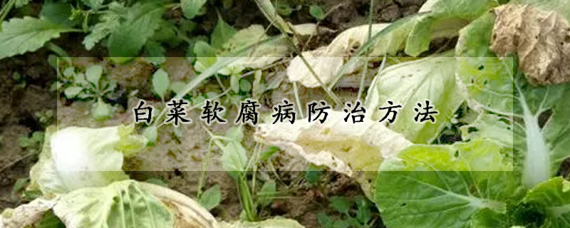 白菜软腐病防治方法