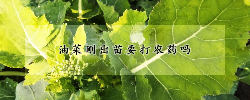 油菜刚出苗要打农药吗