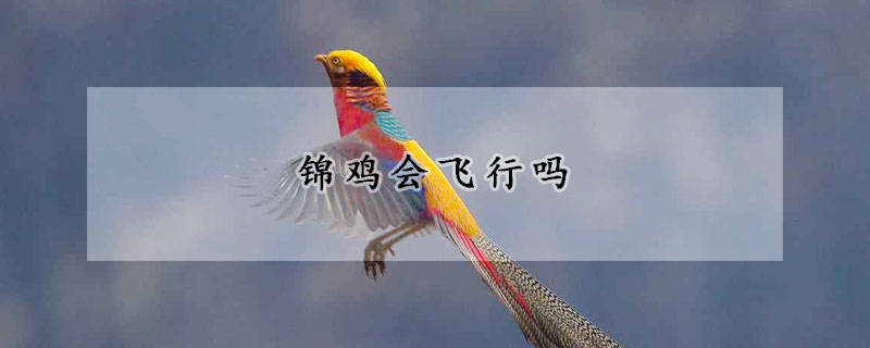 锦鸡会飞行吗