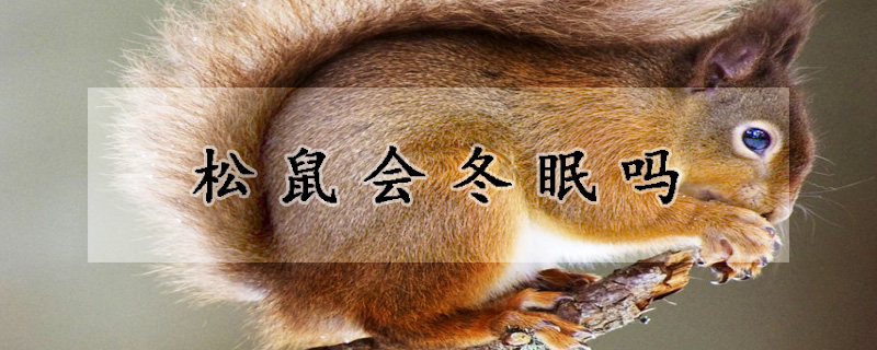 松鼠会冬眠吗
