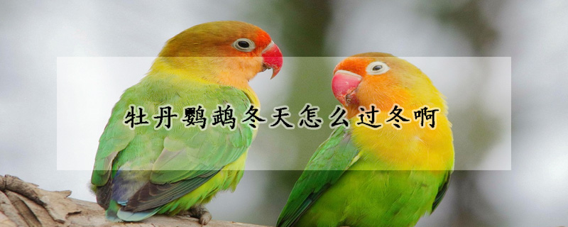 牡丹鹦鹉冬天怎么过冬啊