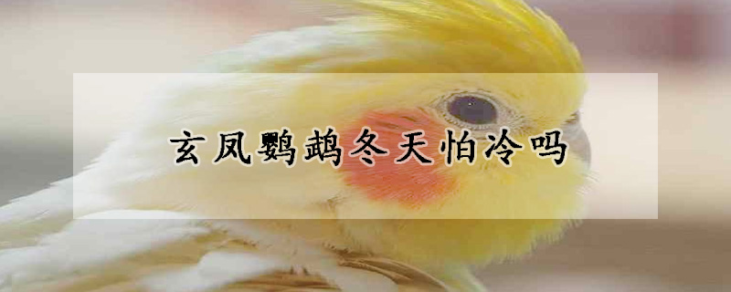 玄凤鹦鹉冬天怕冷吗